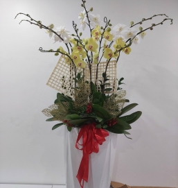 sản phẩm 81