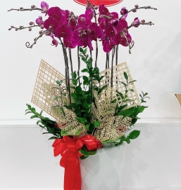 sản phẩm 80 