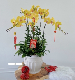 sản phẩm 75