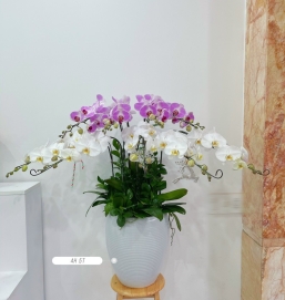 sản phẩm 74